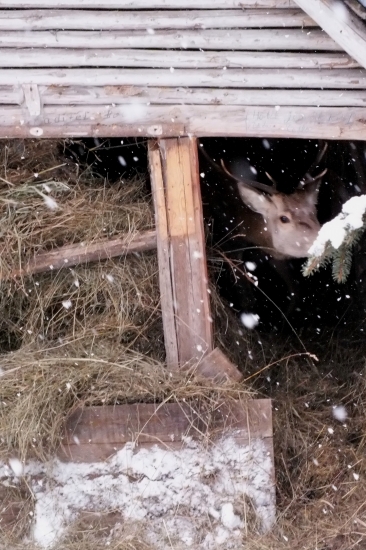 Vynaliezavosť zveri v období núdze