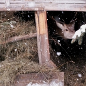 Vynaliezavosť zveri v období núdze