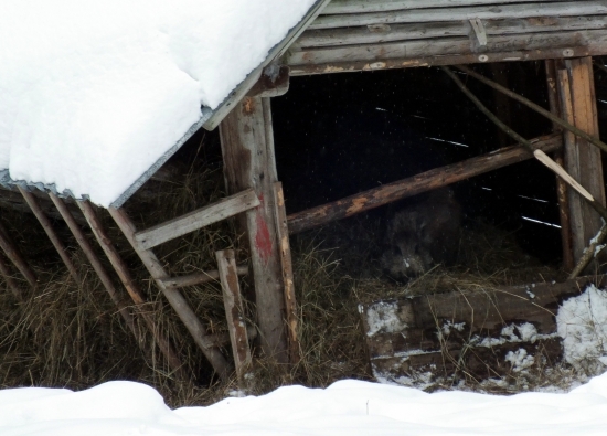 Vynaliezavosť zveri v období núdze 2