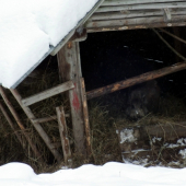 Vynaliezavosť zveri v období núdze 2