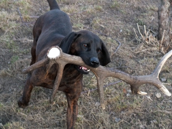 Keď je šikovný pes a pomalý fotograf