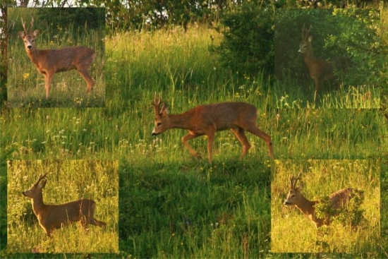 Srnec - odhadnite vek?