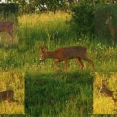 Srnec - odhadnite vek?