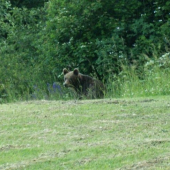 Diviak s okrúhlymi ušami