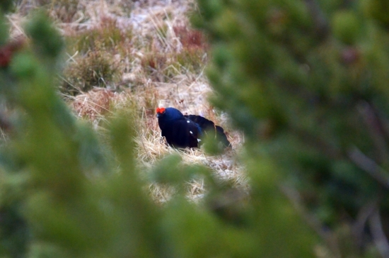 Zamaskovaný v kosodrevine