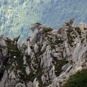 Kamzíky - Koľko ich tam je?