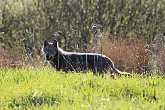 Nečakané stretnutie zoči-voči