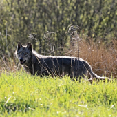Nečakané stretnutie zoči-voči