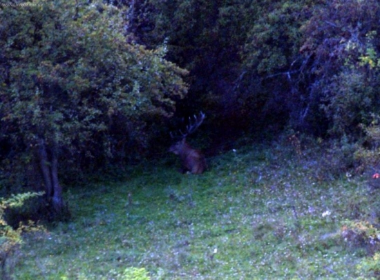 Krásavec - poriadne zašitý