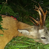 raritný 9 ročný srnček