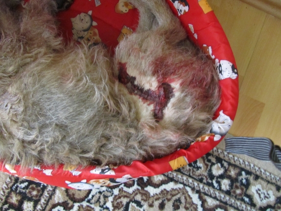 Setkání s bachyní