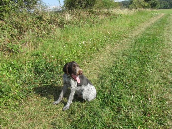 Pamír z Radějovicka