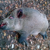 druhý najsilnejší