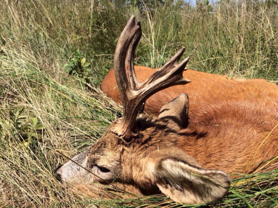 Starý pán z Madarska