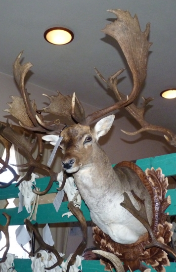 Chovatelská prehliadka RgO Rožňava