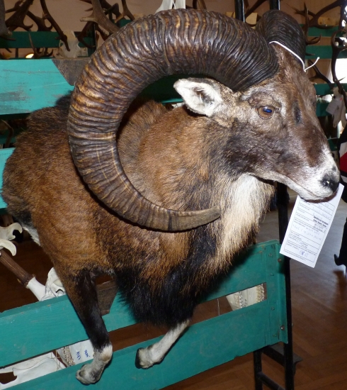 Strieborný baran,CHP-RgO Rožňava