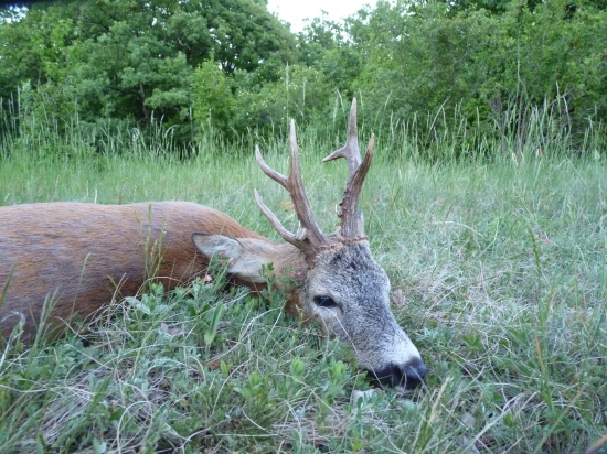 Včerajšia rarita 2