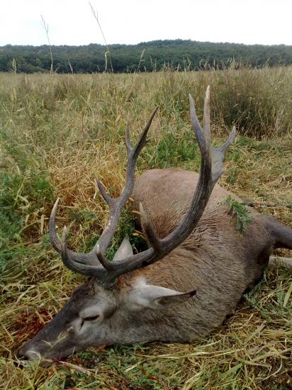 Privábený dvanástorák