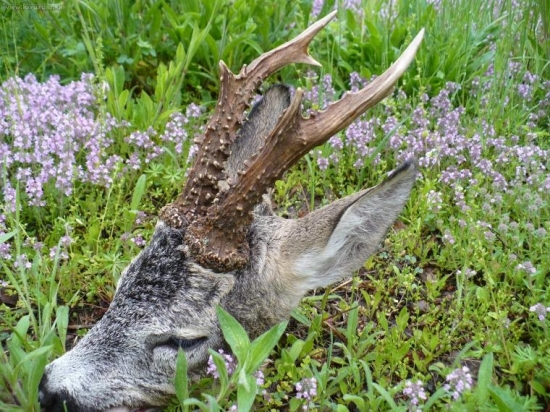 Starý srnec 10-ročný