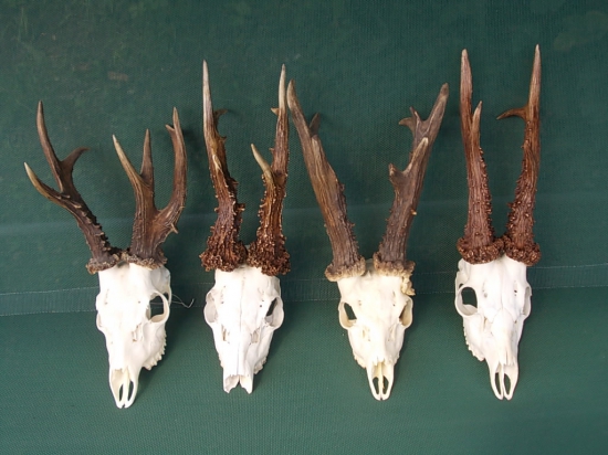 3xzlatý a 1xstriebro