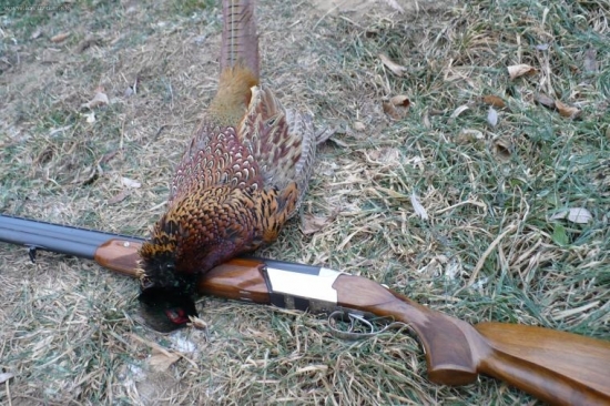 bažant a moja 12-ka