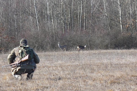 zvedavosť srnčej zveri