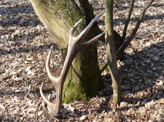 včerajší 12-torák