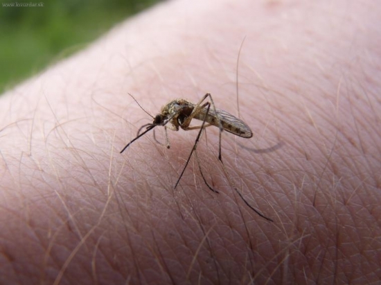 komár