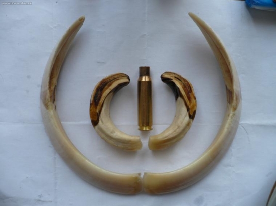 diviačie kly 23,5 cm