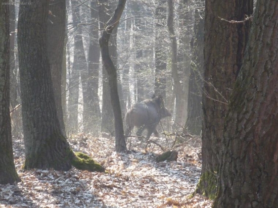 na dnešnej prechádzke