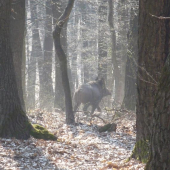 na dnešnej prechádzke