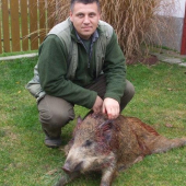 narodeninové prasiatko