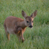 Kto to na mna pozera?