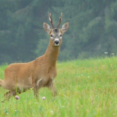 Hladam srnku Zn.: Bez závazkov