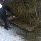 Prikrmovanie