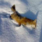 dnesne uspesne rano1