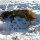 dnesne uspesne rano2