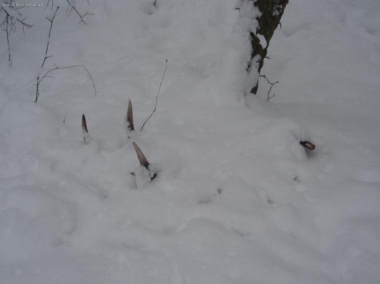 pod perinkou štrnástorák