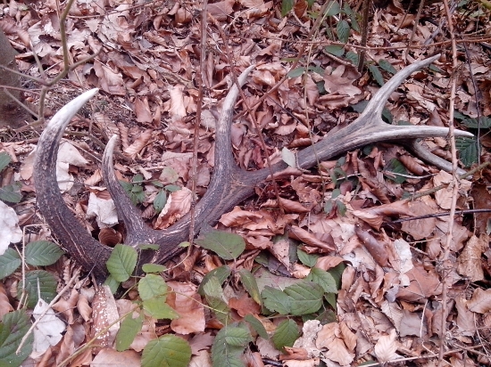 minuloročný ale potešil :)