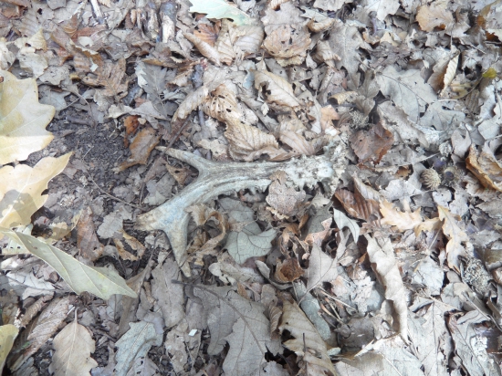 stary ale potesil :D