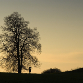 Lipy vo Folkmarskom sedle