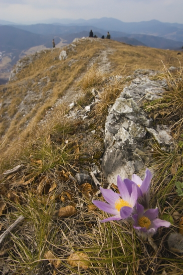 Poniklece - poslovia jari na Folkmarskej skale