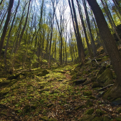 Na prechádzke jarným lesom