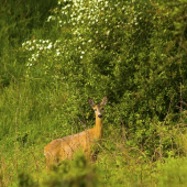 Pod rozkvitnutým hlohom