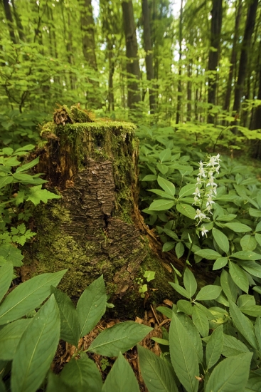 Zátišie s bažankou a vemenníkom dvojlistým