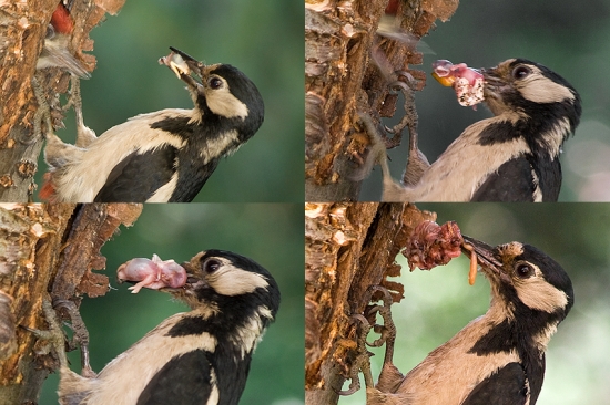 Ďateľ veľký - niečo z jedálnička