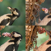 Ďateľ veľký - niečo z jedálnička