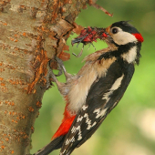 Ďateľ veľký - samec