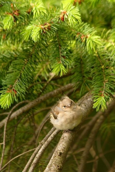 Sedím na konári a je mi dobre - pinka lesná