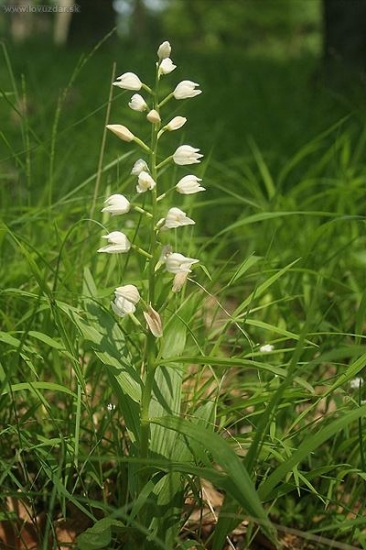 Prilbovka dlholistá